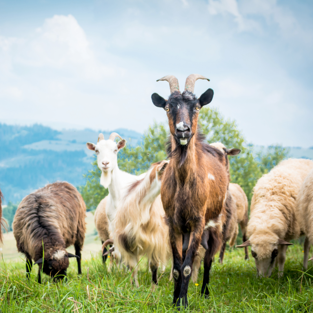 Sadaqah Qurbani