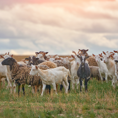 EID UL ADHA QURBANI